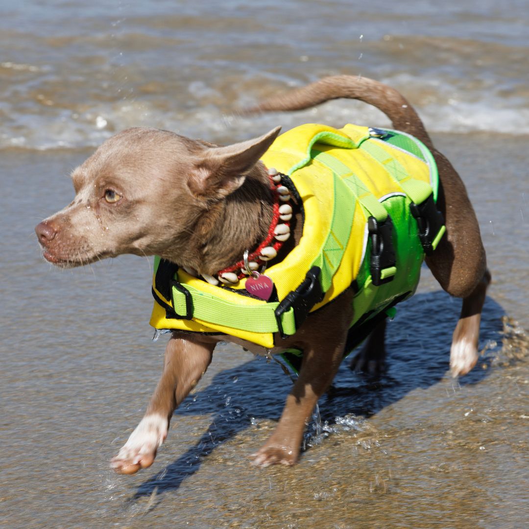 Restube gilet de sauvetage chien taille M